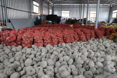 施秉县万吨魔芋加工线投产 小魔芋变身致富“金疙瘩”，拓宽农产品销售新路径