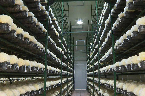 菌光互补谱新篇 探访福建古田光伏菇棚的共富之路