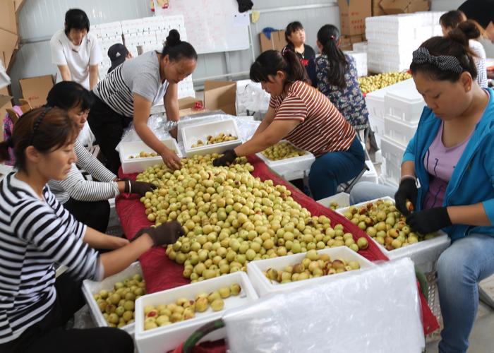 海陆空齐上阵，冬枣日销240吨，农户三月赚15万的销售秘籍